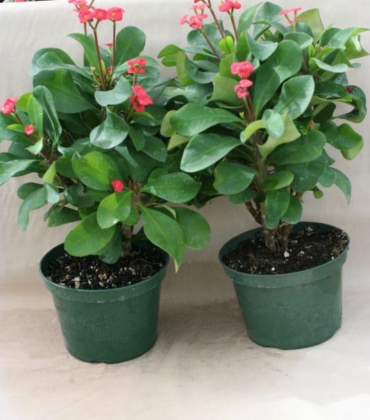 6" Desert Rose